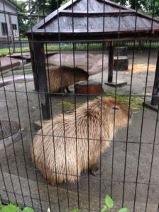 カピバラ