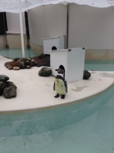 ペンギン